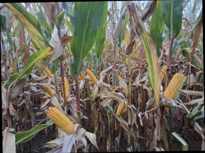 Bild 3:Mais-Silo-Rundballen