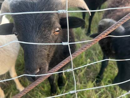 Bretonisches Zwergschaf, Bock (nicht kastriert) 2025
