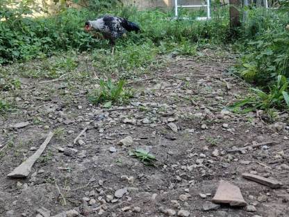 Bild 3:BIO Jung-Hahn abzugeben