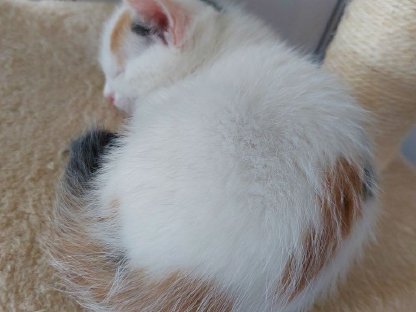 Verschmuste Katzenbabys suchen ihr Zuhause