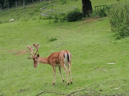 Bild 3:Damhirsch 2. Kopf
