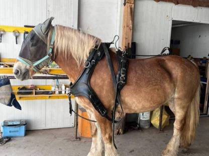 Bild 7:Eine Seltenheit in Österreich