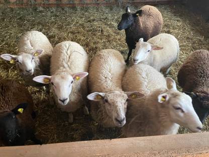 Bio Texel Schafe