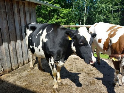 Trächtige Bio HF-Kalbin zu verkaufen