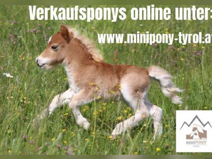 Pony