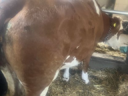 Bio FL Jungkuh gen. Hornlos