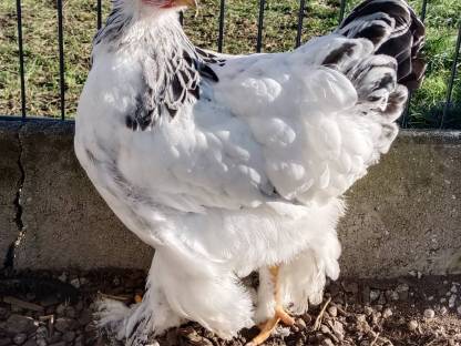 Brahma Hennen