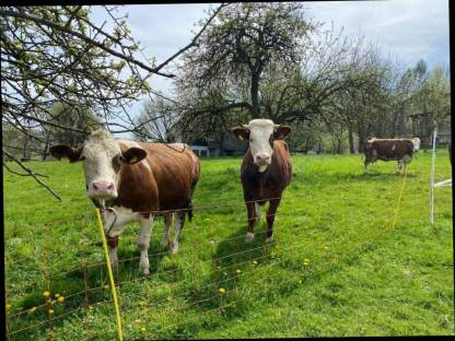 3 Kühe, 1 Kalbin