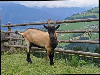 Ziegenbock