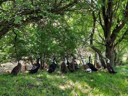 Bild 2:Laufenten zu verkaufen - Semriach