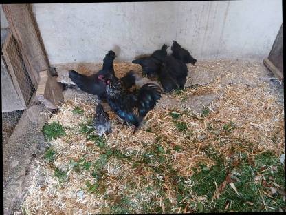 Bild 3:Zwergseidenhühner Mix