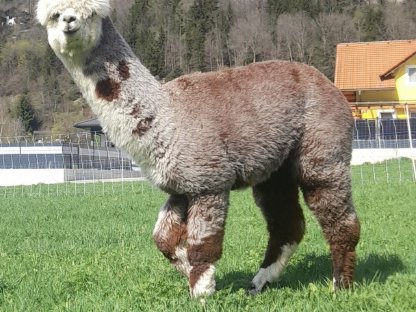 Alpaka-Stute