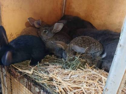 Bild 5:Junge Puten, Enten, Hasen