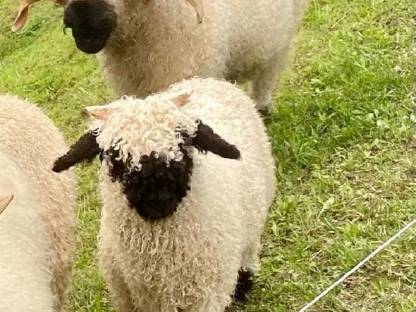 Bild 2:Schwarznasenschaf