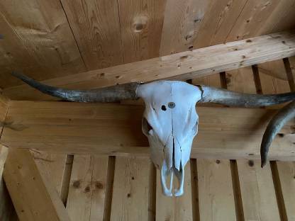 Bild 2:Hochlandrinderkopf