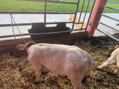 Bild 4:Grauvieh Zuchtkalb 'Lisl', sehr gute Abstammung reserviert