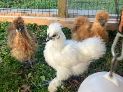 Bild 3:Zwerg-Seidenhähne 2 Stk.