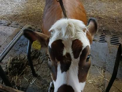 #Jersey x FV Kalbin#