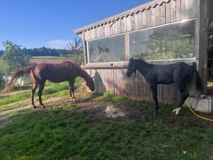 Bild 3:Biete Einstellplatz für 1-2 Hengstfohlen von 2025