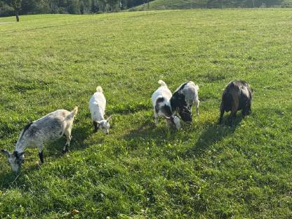 Mini-Zwergziegen