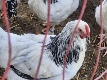 Bild 5:Sundheimer Junghähne zu verkaufen