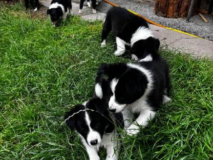 Bild 2:Border Collie Welpen