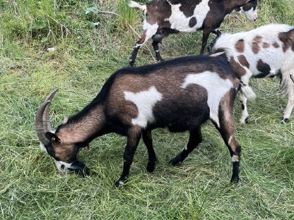 Bild 2:Tauernschecken HB Böcke