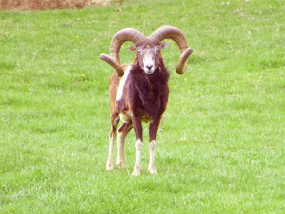 Bild 3:Mufflon, Mufflonwidder