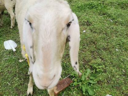 Bild 3:Mutterschaf Bio