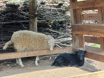 Bild 2:Quessant Schafe