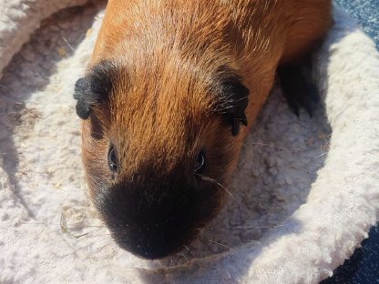 Bild 4:1 Meerschweinchen Männchen
