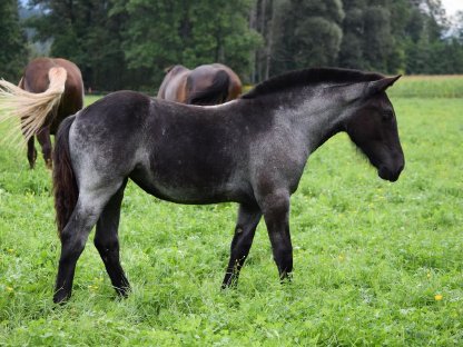 Bild 3:Franziska Noriker Stutfohlen Mohrenkopf zu verkaufen
