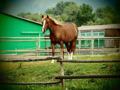Bild 5:Allround Stute 9-jährig