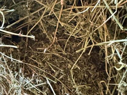 Bild 3:Bio Luzerne-Heu Rundballen