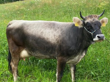 Original Grauvieh Kalbin in Milch