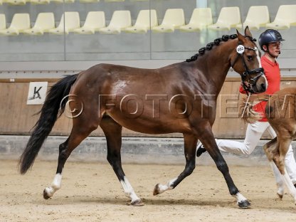 Deutsches Reitpony