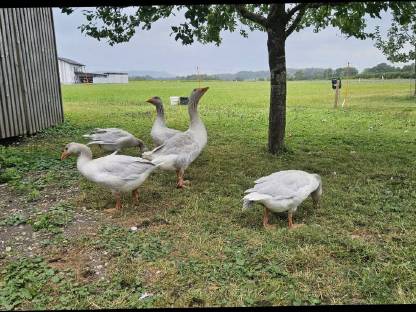 Bild 2:Fränkische Landgänse