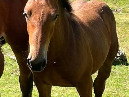 Bild 3:Noriker Fohlen