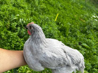 Bild 2:Lavendel Marans Hühner