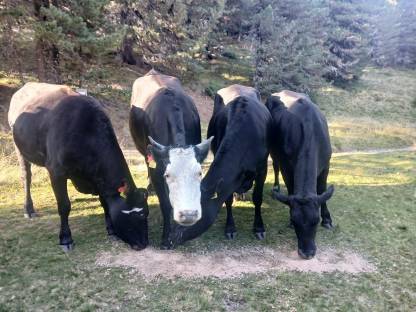 Verkaufe Wagyu-Kreuzungsochsen