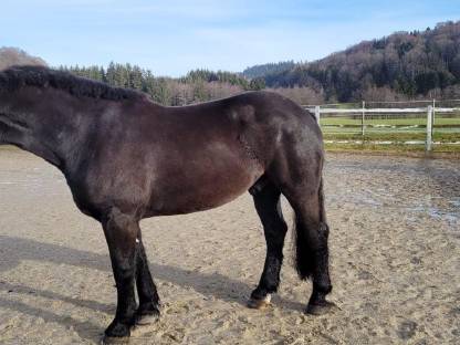 Bild 4:Norikerwallach