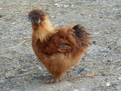 Junghähne abzugeben: Brahma, Orpington und Seidenhahn