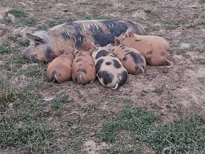 Bild 5:Hühner, Höckergänse, Puten, Kunekune, Bruteier