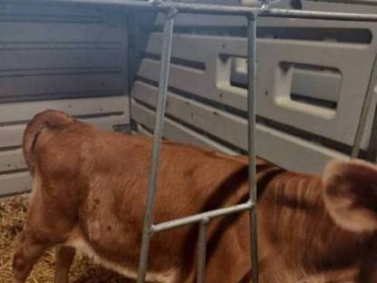 Bild 2:Jersey Rind und Kalb