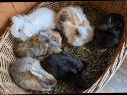 Bild 5:Löwenkopf Zwergkaninchen in allen Farben