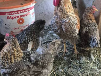 Bild 2:Bielefelder Kennhuhn