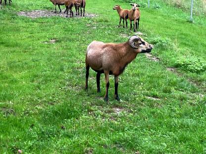 Bild 4:Kamerunschafböcke
