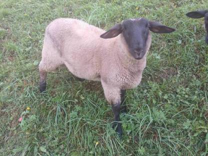 Bild 2:Suffolk Widder