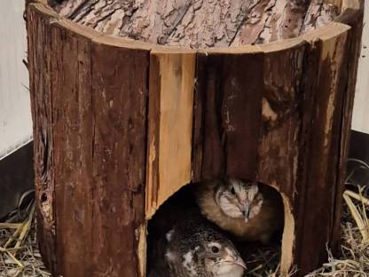 Bild 3:Wachtel Gockel Hahn