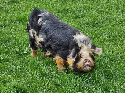 Bild 2:Kune Kune Schweine